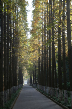 杉树林秋景