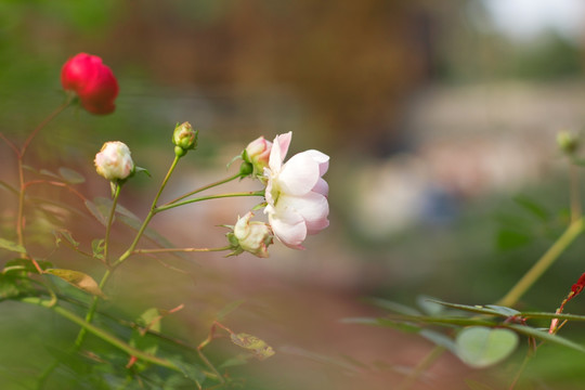 月季花