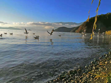 泸沽湖的水鸟