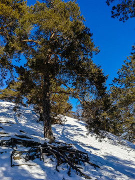 雪地里的古老樟子松