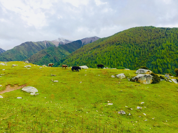 高山牧场