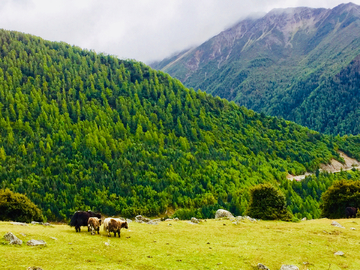 高山牧场