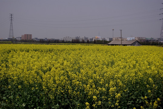 油菜花