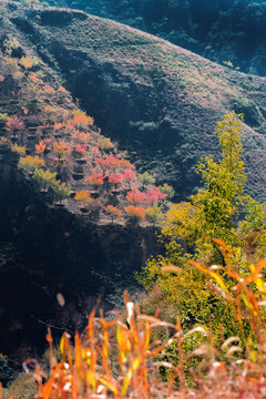 陕北的秋景
