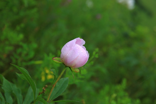 芍药花