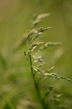 草芽