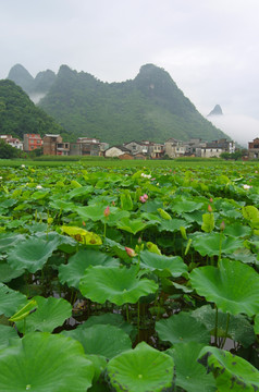 风景