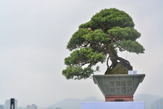 盆栽盆景