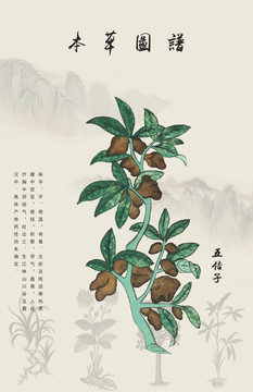 五倍子