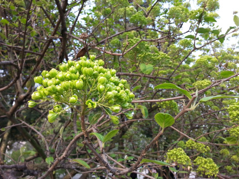 琼花