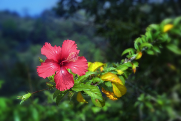 朱瑾花