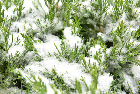 被雪覆盖的植物