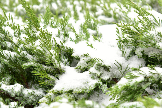 被雪覆盖的植物