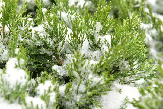 被雪覆盖的植物