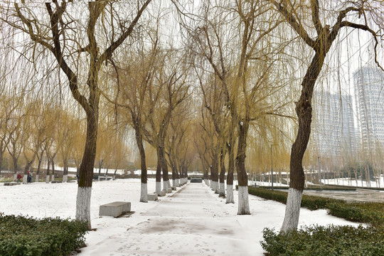 雪地里的柳树