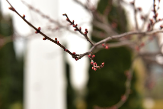 黄色的腊梅花