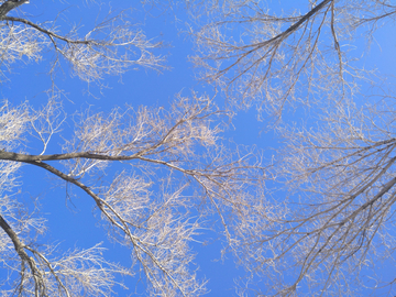 冬日蓝天树木