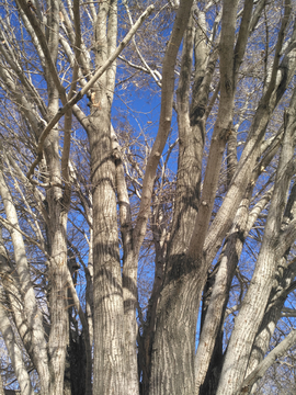 冬日蓝天树木