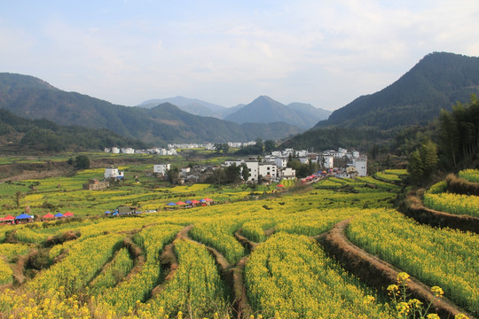 江岭油菜花