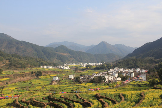 江岭油菜花