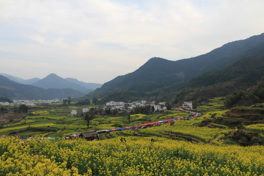 江岭油菜花