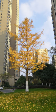 深秋的银杏树