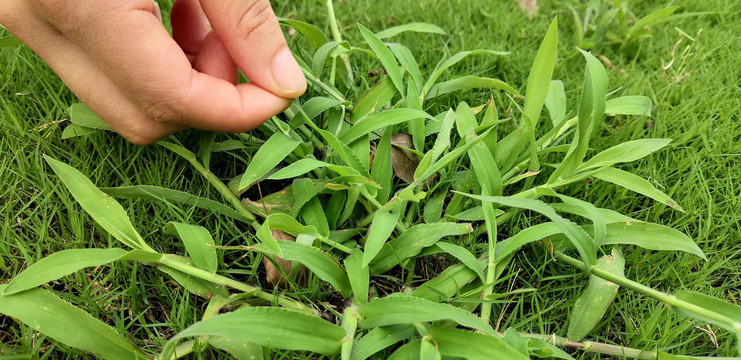 湿地公园内的小草