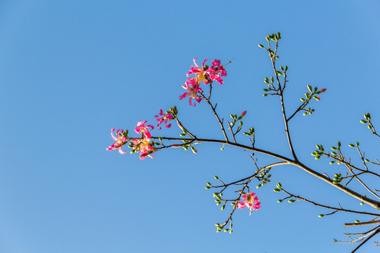 蓝天下异木棉花