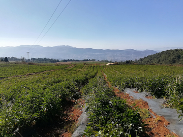 人生果种植基地