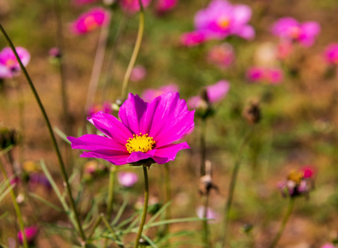 菊花