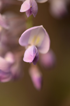 紫藤花蕊