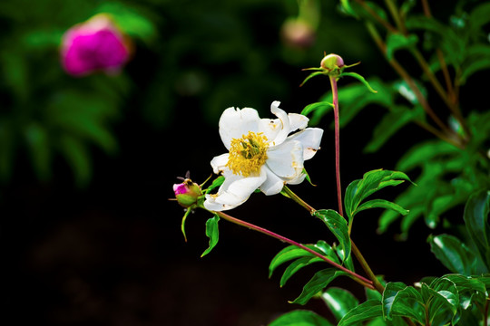 芍药花