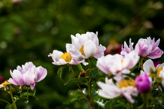 芍药花