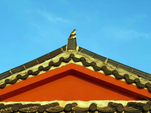 房顶上的一只小鸟