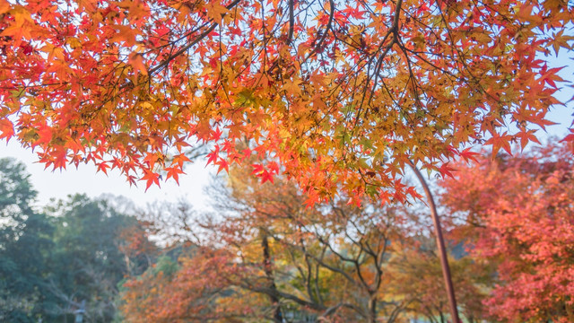 红枫叶