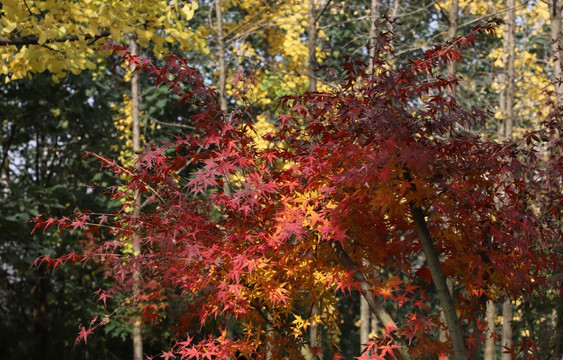 红枫