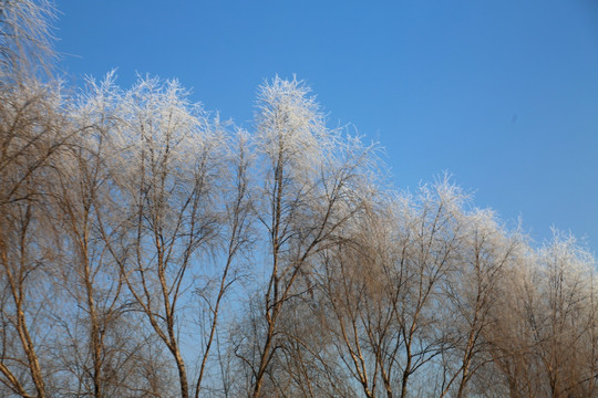 北方树木冰挂