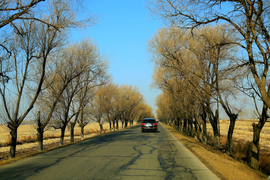 北方道路树木