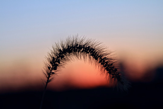 夕阳剪影