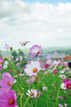 格桑花