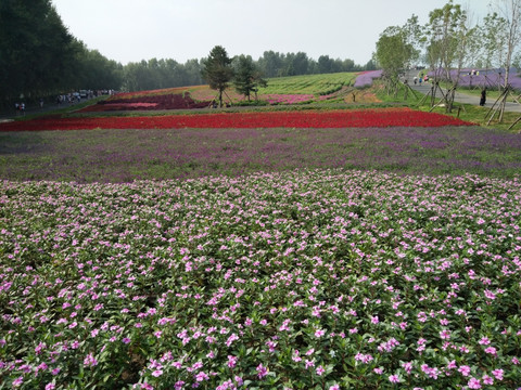 薰衣草庄园