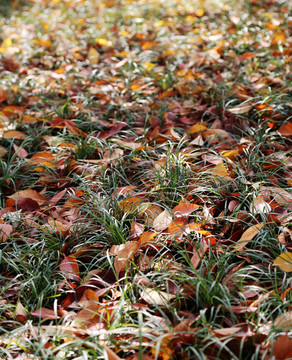秋叶落草坪