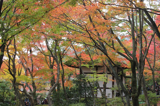 常寂光寺