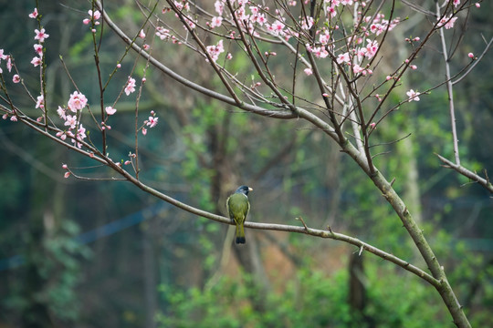 花鸟