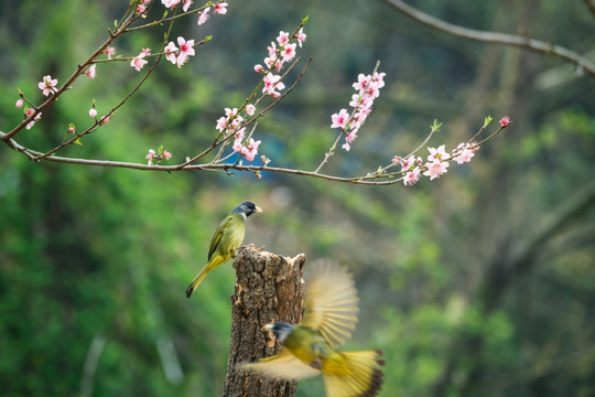 花鸟