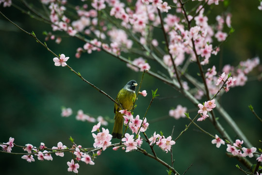 花鸟