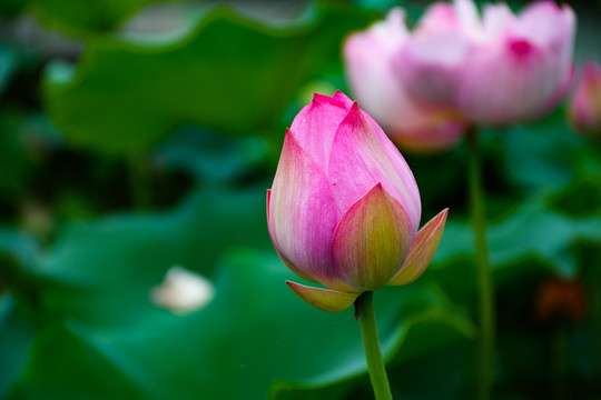 荷花特写