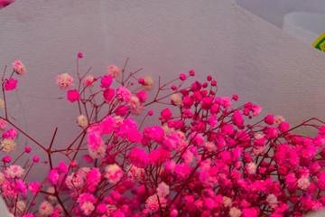 红色干花植物背景墙