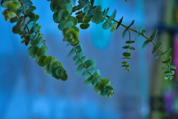 蓝色背景植物枝条