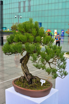 花博会景观植物盆栽盆景